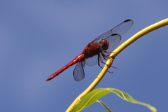 Orthemis nodiplaga