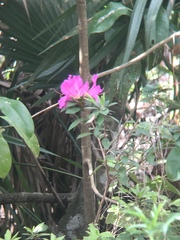 Image of Rhododendron indicum