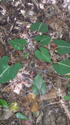 Image of Dioscorea maciba by no rights reserved