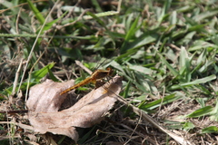 Erythrodiplax melanorubra