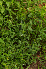 Leucas glabrata image