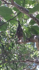 Macronycteris commersonii