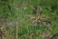 Astragalus falcatus