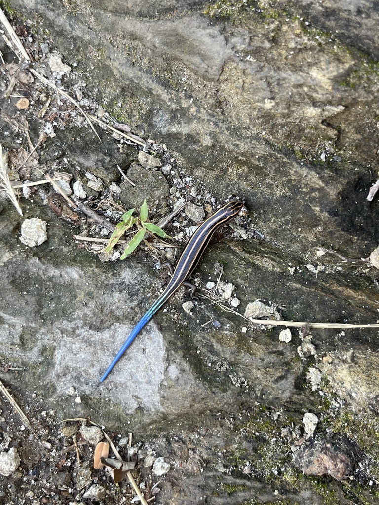 Gail's Eyelid Skink from 神堂峪自然风景区, 北京市, CN on August 25, 2023 at 10:45 ...