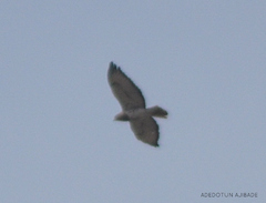 Buteo auguralis