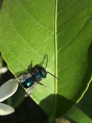 Osmia ribifloris ribifloris