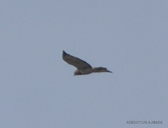 Buteo auguralis