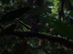 Turdus albicollis