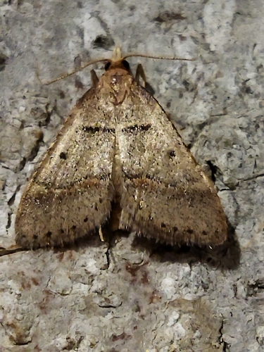 Actenia rungsi