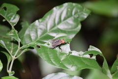 Diptera