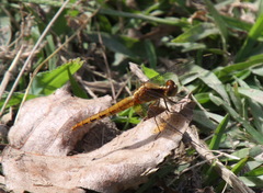 Erythrodiplax melanorubra