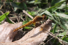 Erythrodiplax melanorubra