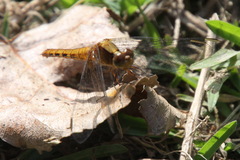 Erythrodiplax melanorubra