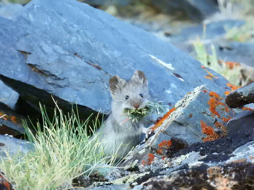 flat-headed vole (Alticola strelzovi) — Least Concern Mammalia