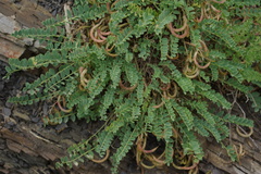 Astragalus polygala