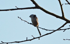 Aegithalos caudatus caudatus