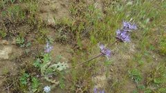 Salvia carduacea