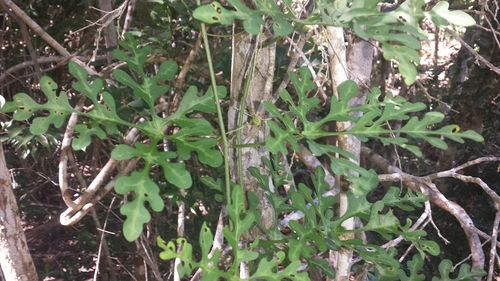 Adenia perrieri
