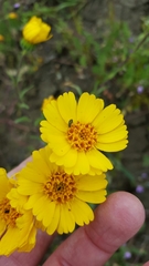 Madia radiata