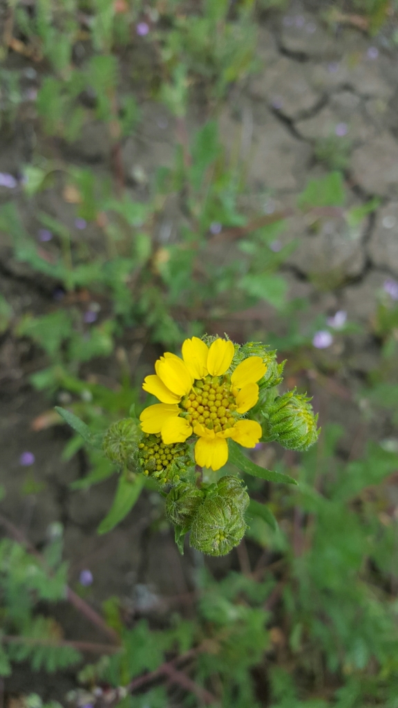 hall's tarplant