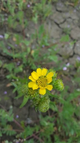 Hall's tarweed (Deinandra halliana)