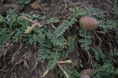 Astragalus biebersteinii