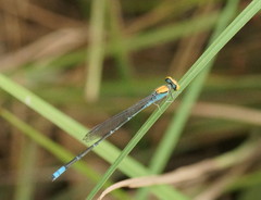 Pseudagrion aureofrons