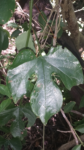 Adenia firingalavensis