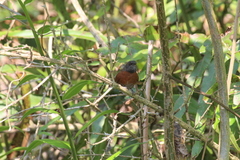 Synallaxis erythrothorax