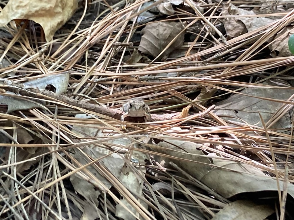 Frogs and Toads in August 2023 by wake_nc. ecoEXPLORE Username