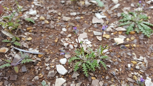 Gilia brecciarum ssp. jacens