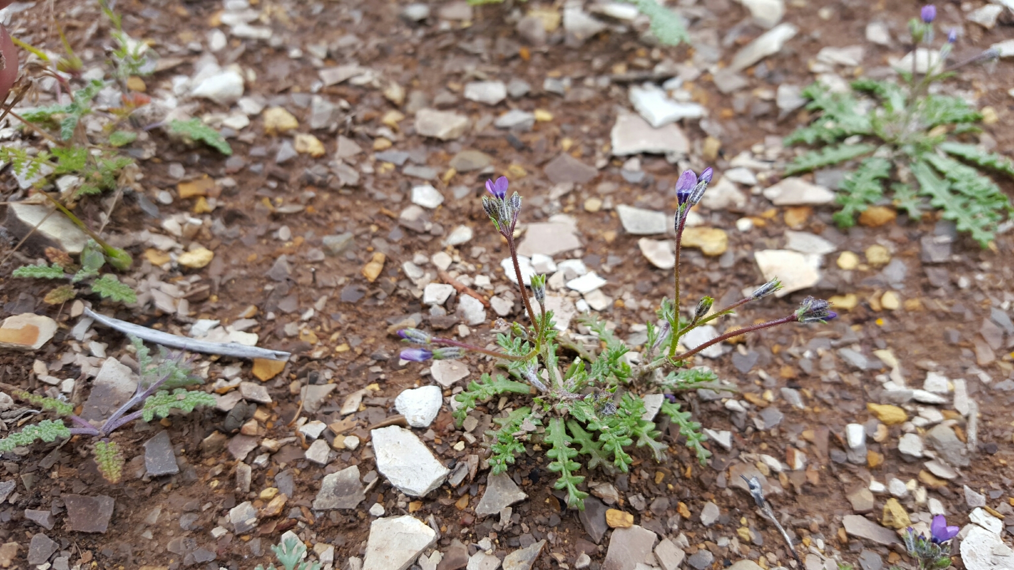 Gilia brecciarum ssp. jacens