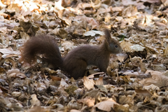 Sciurus vulgaris