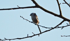 Aegithalos caudatus caudatus