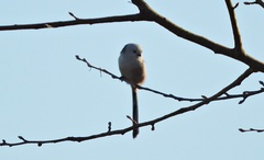 Aegithalos caudatus caudatus