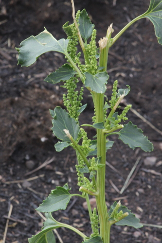 Image of Oxybasis urbica by (c) Maxim Shashkov, some rights reserved (CC BY)