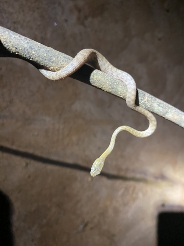 Werner's Green Tree Snake