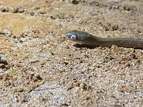Photo of a Werner's Green Tree Snake (Dipsadoboa werneri)