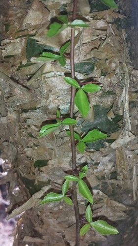 Commiphora simplicifolia