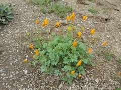 Eschscholzia lemmonii