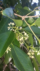 Strychnos diplotricha