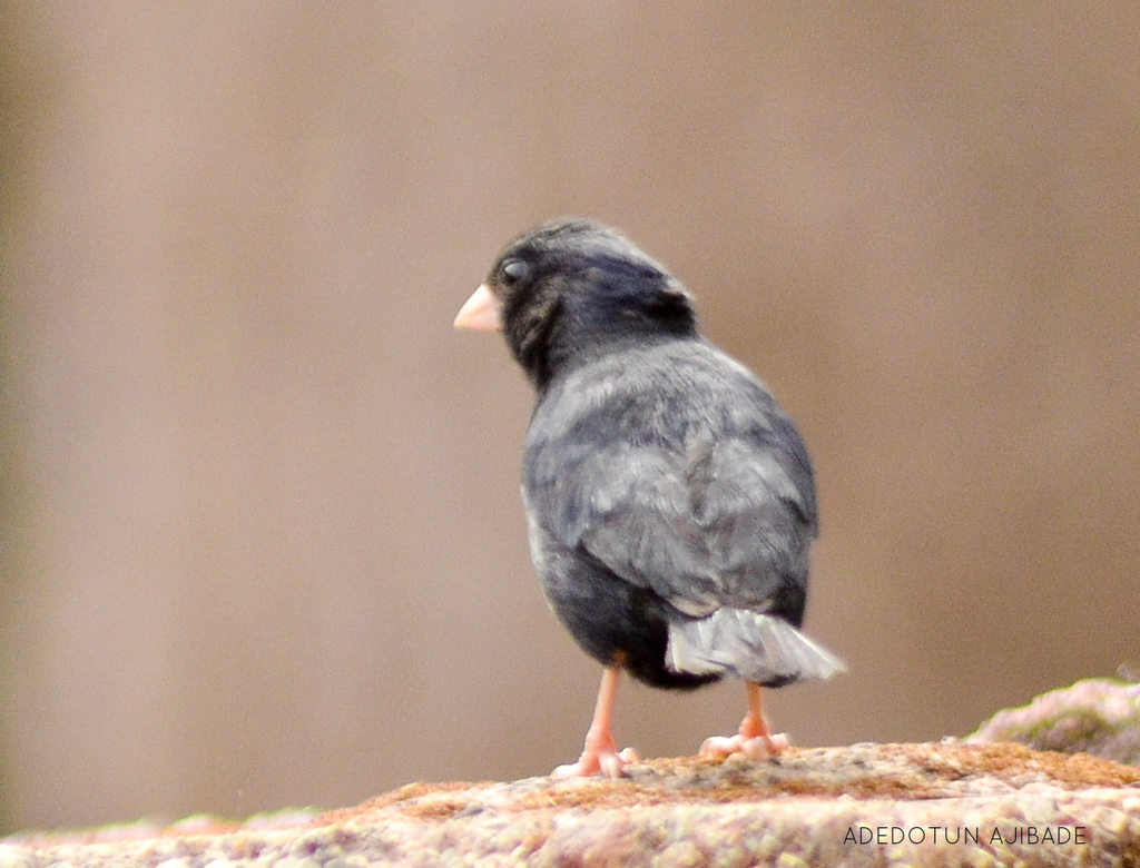 Jos Plateau Indigobird (Vidua maryae) photo