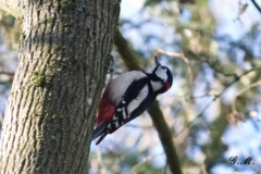 Dendrocopos major