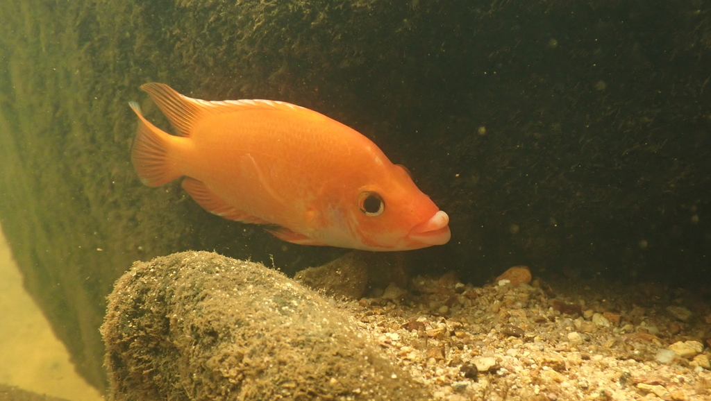 Red devil cichlid (Amphilophus labiatus) — Cichlidae