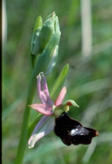 Ophrys bertolonii