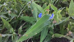 Commelina erecta
