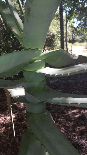 Aloe divaricata