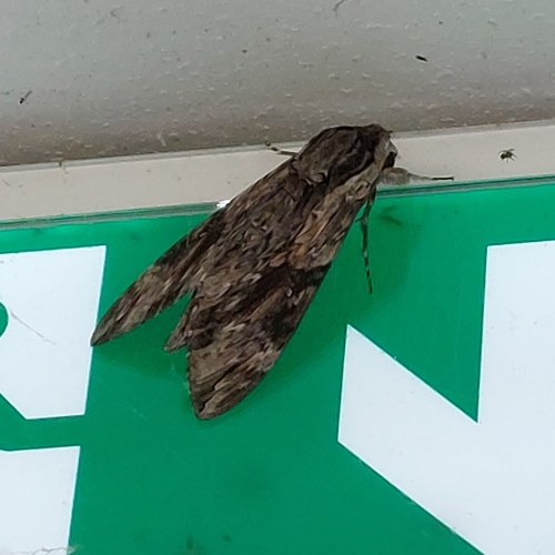 Agrius convolvuli
