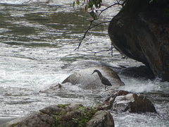 Tigrisoma fasciatum