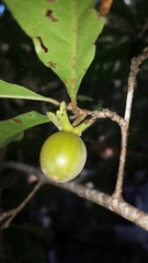 Diospyros greveana